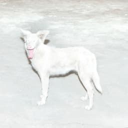 Malandra - Ão